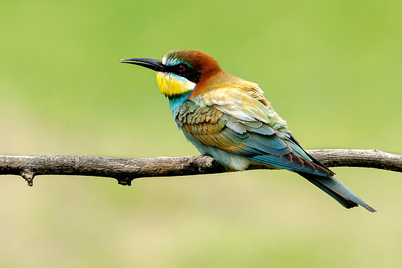 European Bee-eater .."Merops apiaster"