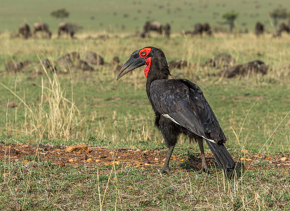 _J0A1400..Southern Ground Hornbill.."Bucorvus leadbeateri" .. Masai Mara Kenya.