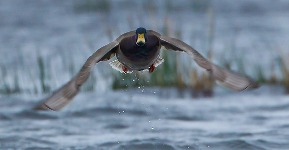 Mallard.. "Anas platyrhynchos" ..Image 2   With this Image I've used a slow shutter speed to get this effect.
