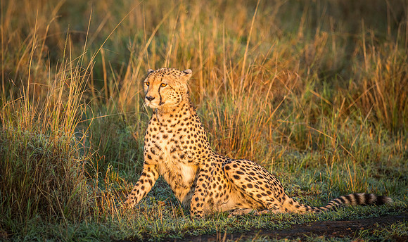 _J0A3440... Cheetah ..." "Acinonyx jubatus".. Male .. Masai Mara Kenya