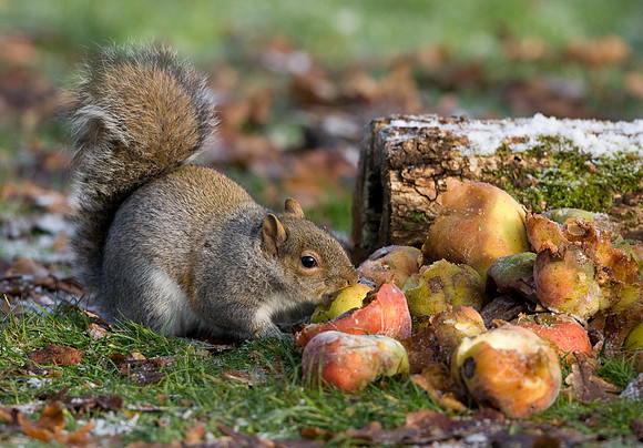 Grey Squirrel...."Sciurus carolinensis" . feeding on apples.