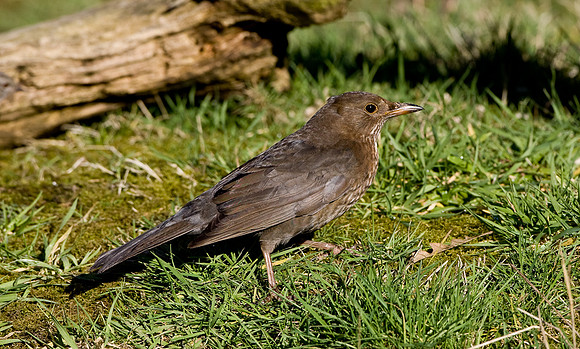 NX3M2272-2.....Blackbird...."Turdus merula".. female.