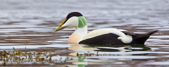Eider.. male... Norway.....  "Somateria mollissima"