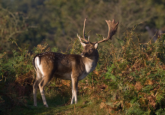 Fallow Deer
