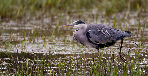_Grey Heron ... "Ardea cinerea"  On alert.