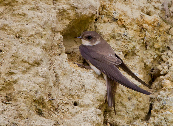 Sand Martin .... "Riparia riparia"