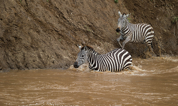 _D9R3557..Burchells  Zebras...."Equus quagga" Masai Mara Kenya.