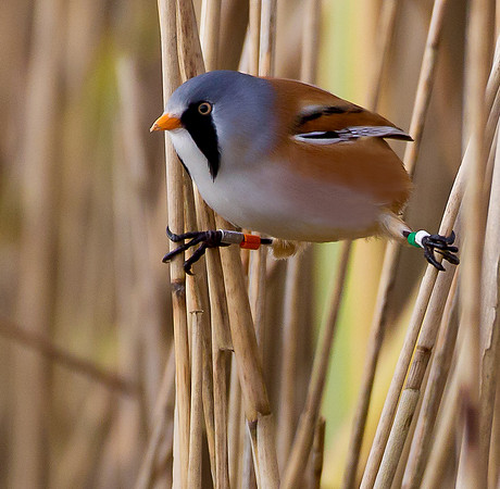 Male Bearded Tit.. "Panurus biarmicus"