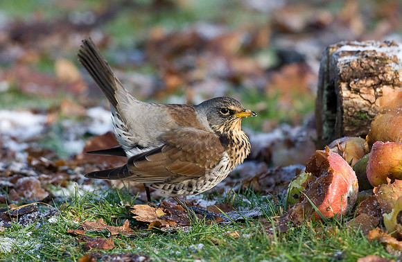 Fieldfare   ....  "Turdus pilaris"