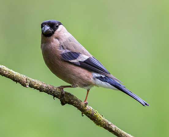 _J0A7989...Bullfinch...."Pyrrhula pyrrhula"  female.