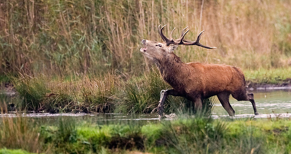Stag in rutting season