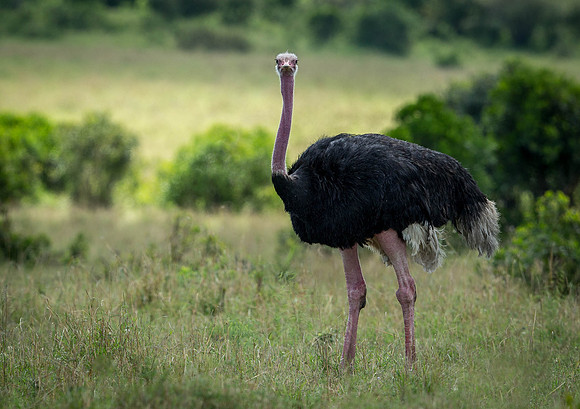 _D9R8008 Ostrich .."Struthio camelus" Male...Masai Mara Kenya.
