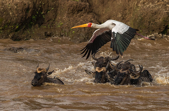 _D9R2889.. Yellow-billed Stork.." Mycteria ibis".. Masai Mara Kenya.