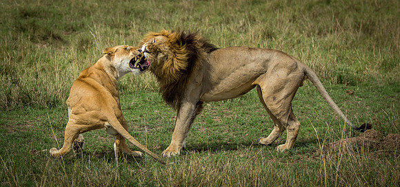 _J0A2384..  Lions    "Panthera Leo"...Masai Mara Kenya.