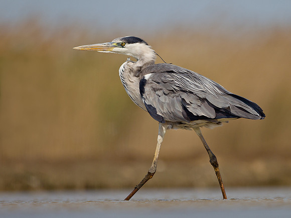 Grey Heron ... "Ardea cinerea"