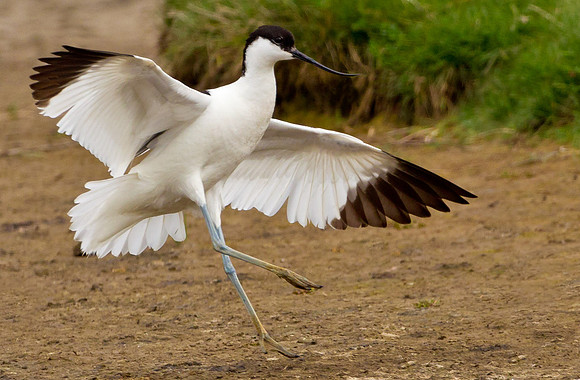 Avocet landing  ......"Recurvirostra avosetta"