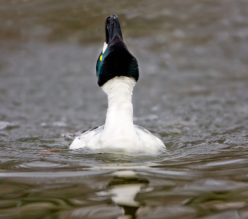 Goldeneye ...  male ... "Bucephala clangula" ... In courtship ritual.