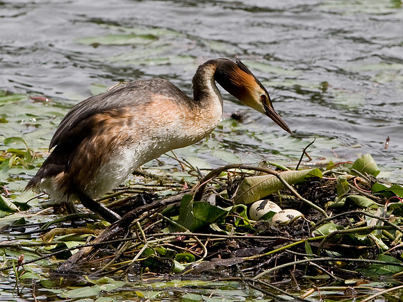 Great Crested Grebe approaching nest with eggs    ...." Podiceps cristatus"