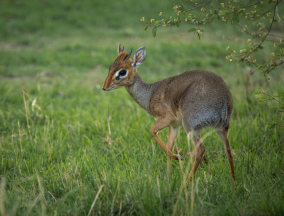 _J0A4576... Dik-dik .." Madoqua Kirkii" Male  Masai Mara Kenya.