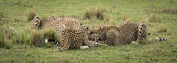 _J0A0432... Cheetah ..." "Acinonyx jubatus".. Male .. Masai Mara Kenya