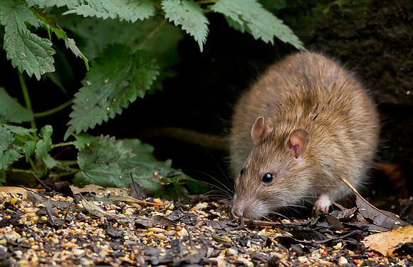 Common Brown Rat...."Rattus norvegicus".. feeding