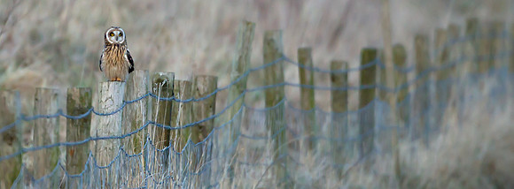 Short-Eared Owl  .."Asio flammeus"