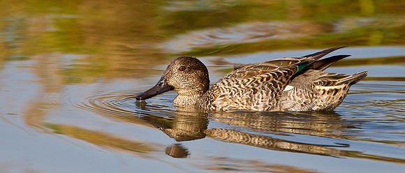 Female Teal...... "Anas crecca" in warm autumn sunshine.