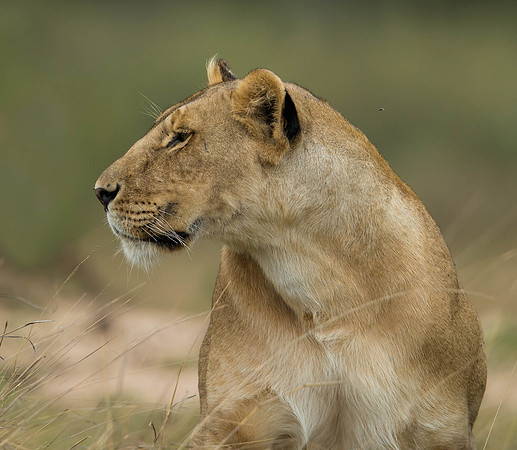 _D9R3593 .. Lioness ..."Panthera Leo"...Masai Mara Kenya.