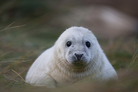Atlantic Grey Seal pup