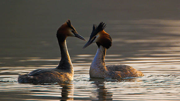 Great Crested Grebes in coutrship ritual at first light  ...." Podiceps cristatus"