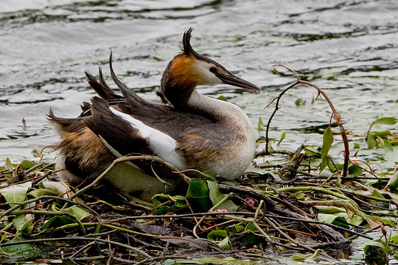 Great Crested Grebe    ...." Podiceps cristatus"  sitting on eggs