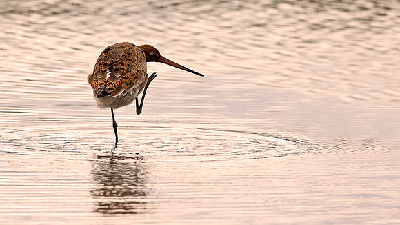 Black-tailed Godwit scratching.. Lancashire.