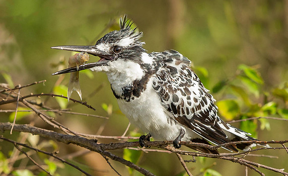 _D9R7204... Pied Kingfisher..."Ceryle rudis".. Female  Masai Mara Kenya.