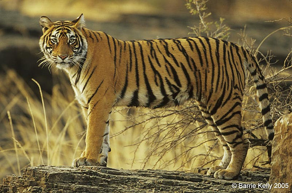 Bengal Tiger surveying the scene.. Ranthambhore National Park India.