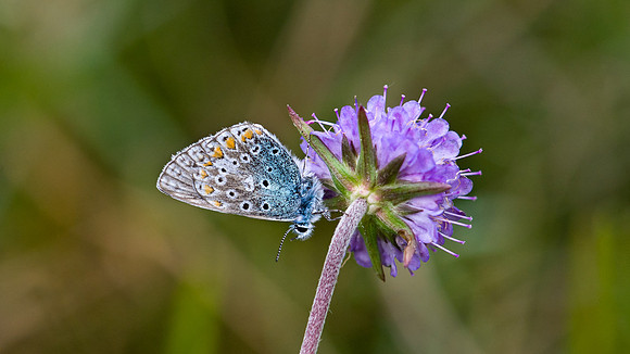 Common Blue at rest