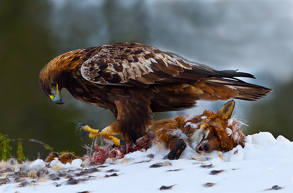Golden Eagle on Fox carcass