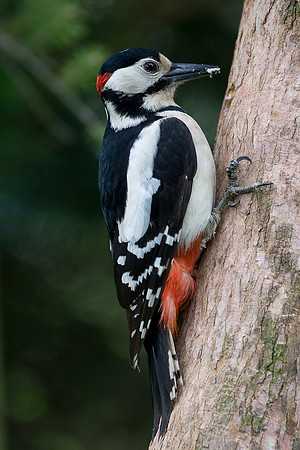 Male Great Spotted Woodpecker  .... "Dendrocopos major"
