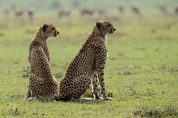_D9R3092... Cheetah ..." "Acinonyx jubatus".. Male .. Masai Mara Kenya