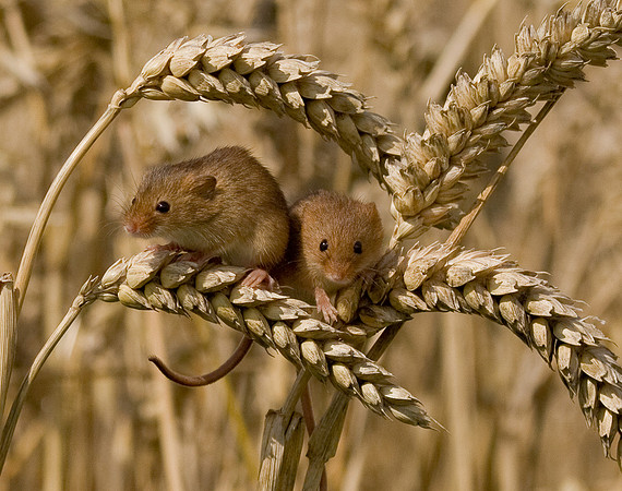 Harvest Mice....... "Micromys minutus"