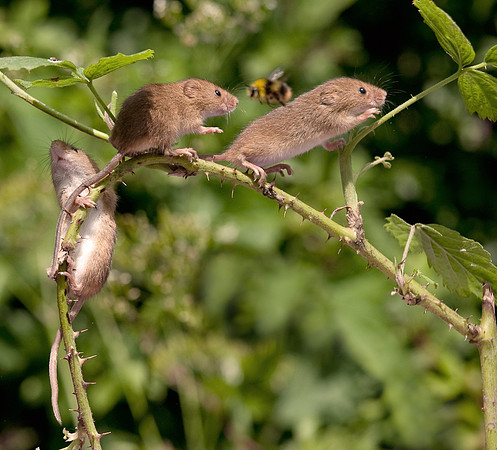 Harvest Mice (and bee)....... "Micromys minutus"
