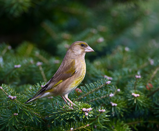 Greenfinch Female  ....."Carduelis chloris"
