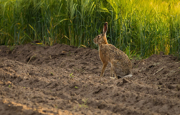 Brown Hare .... "Lepus capensis"