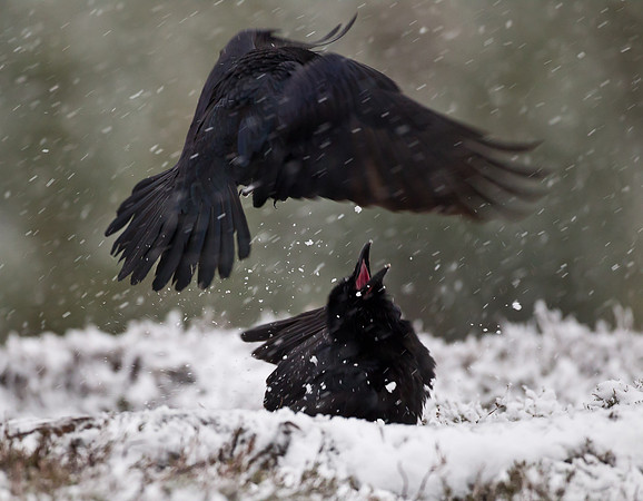 Ravens squabbling for food