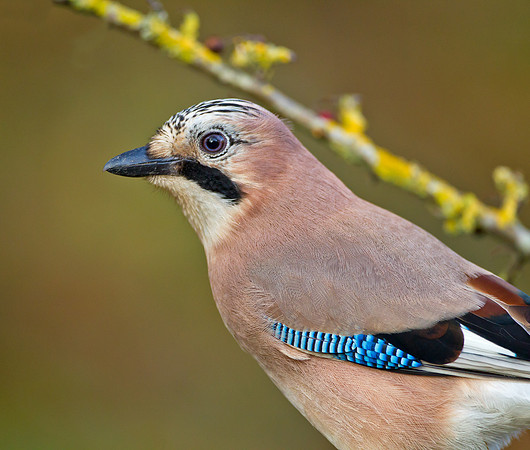 Jay ..." Garrulus glandarius"