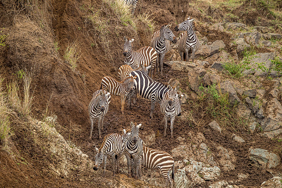_D9R3522... Burchell's  Zebra ..."Equus quagga" Masai Mara Kenya.