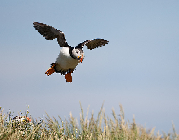 Puffin landing............"Fratercula arctica"