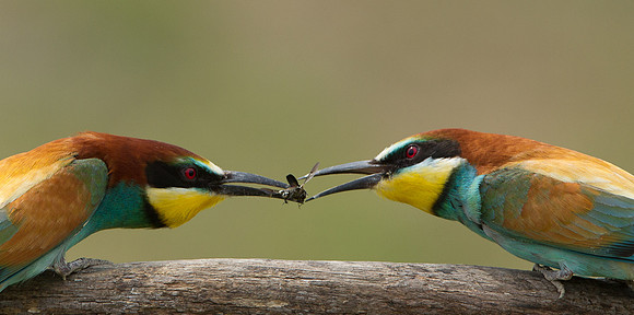 European Bee-eater .."Merops apiaster"