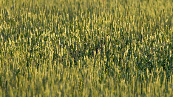 Eye of a European Brown Hare