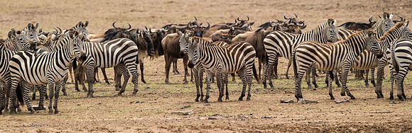 _D9R1349..Wildebeests and Zebras...Masai Mara Kenya.