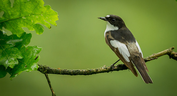_D9R9208....Pied Flycatcher..."Ficedula hypoleuca"...Male